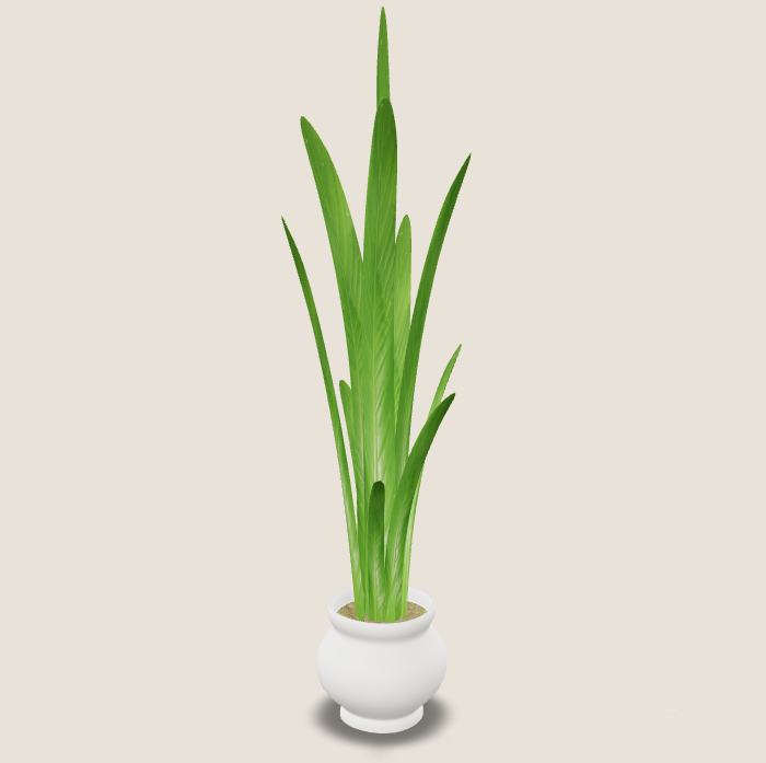 Potted Plant (test)